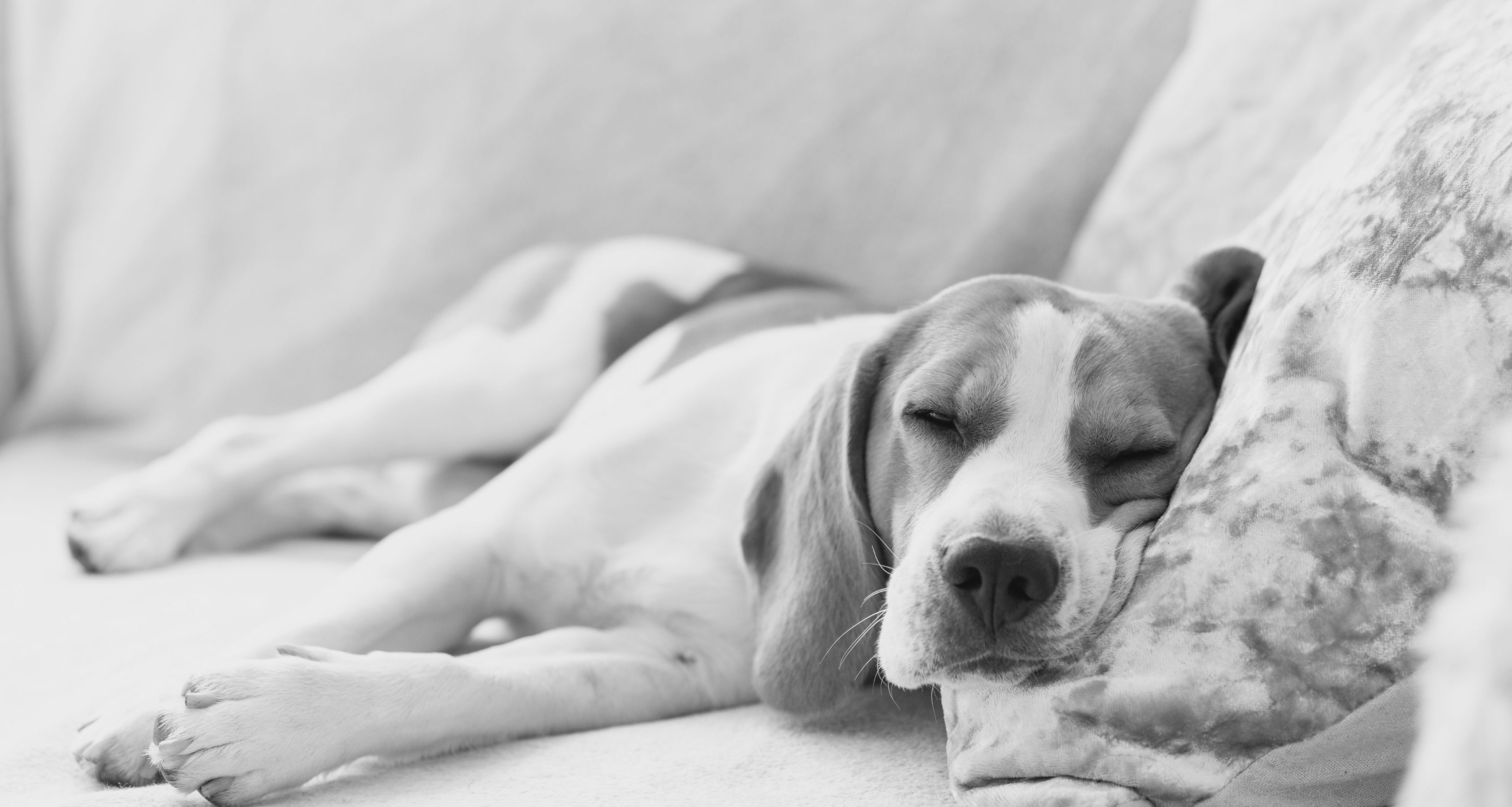 Hero banner image adoute